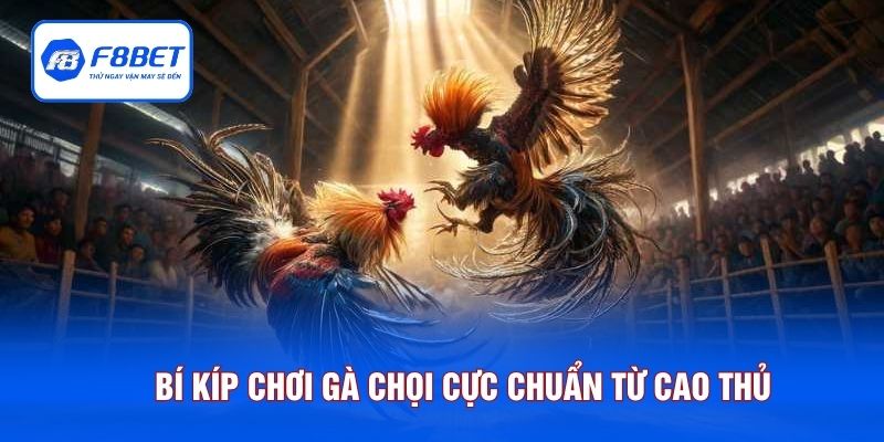 Bí kíp chơi gà chọi cực chuẩn từ cao thủ
