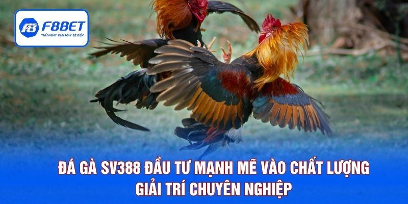 Đá gà SV388 đầu tư mạnh mẽ vào chất lượng giải trí chuyên nghiệp