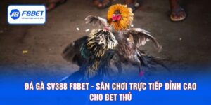 Đá Gà SV388 F8BET - Sân Chơi Trực Tiếp Đỉnh Cao Cho Bet Thủ