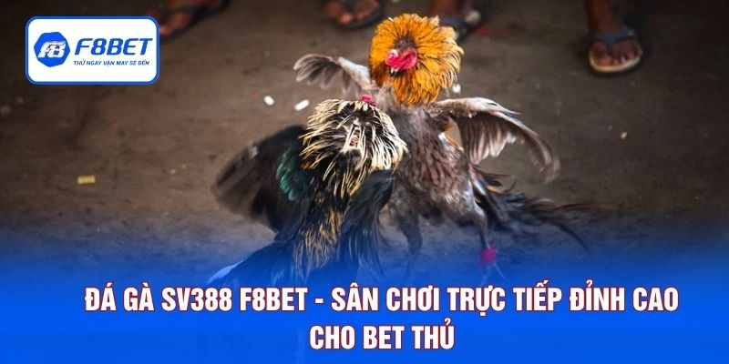 Đá Gà SV388 F8BET - Sân Chơi Trực Tiếp Đỉnh Cao Cho Bet Thủ