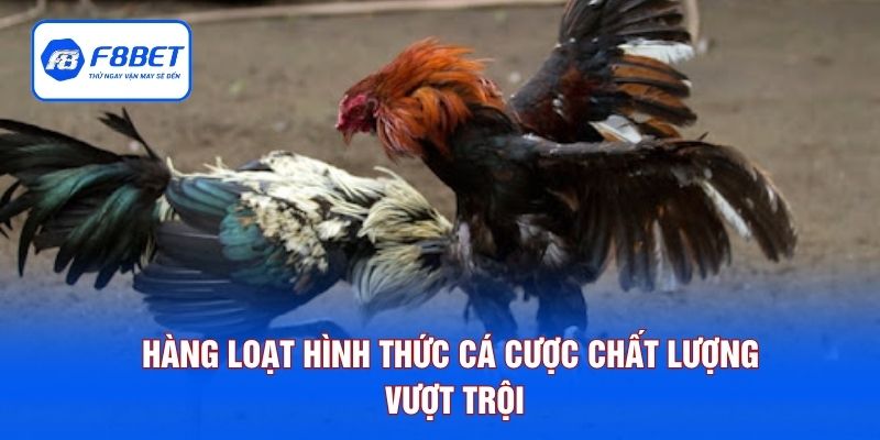 Hàng loạt hình thức cá cược chất lượng vượt trội