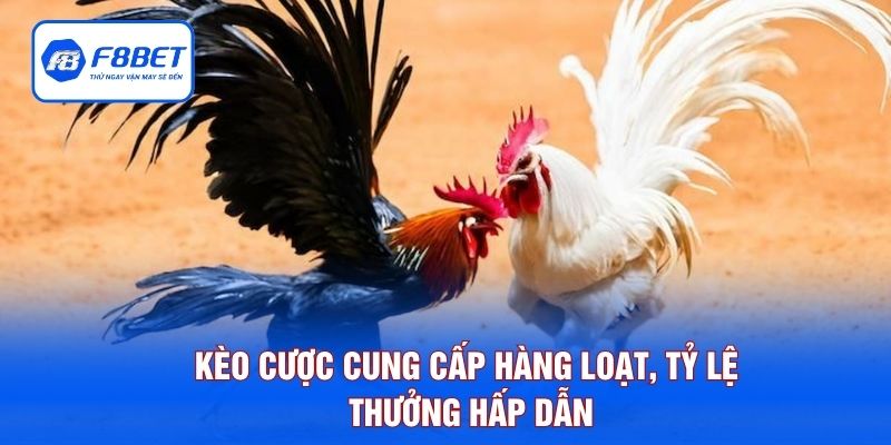 Kèo cược cung cấp hàng loạt, tỷ lệ thưởng hấp dẫn