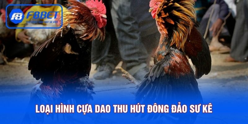 Loại hình cựa dao thu hút đông đảo sư kê tham gia