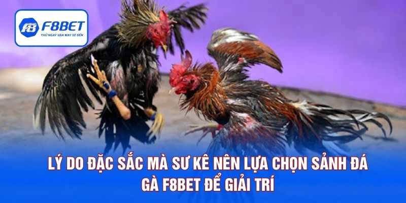 Lý do đặc sắc mà sư kê nên lựa chọn sảnh đá gà F8BET để giải trí
