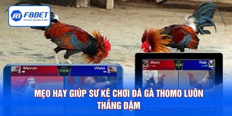 Mẹo hay giúp sư kê chơi đá gà Thomo luôn thắng đậm