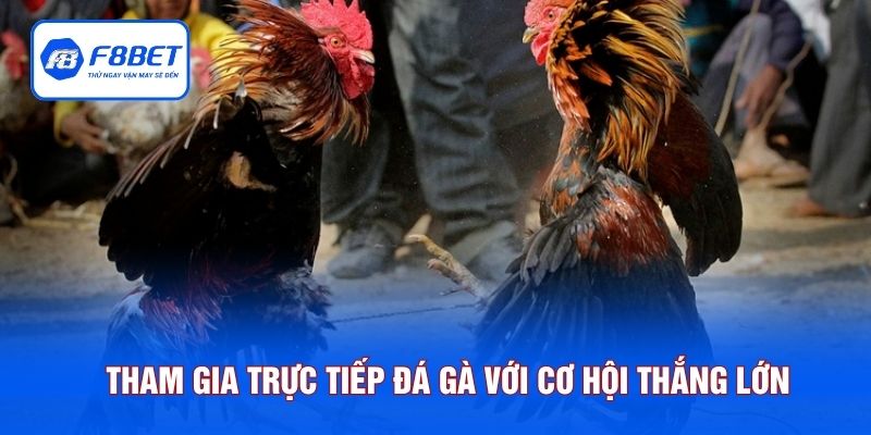Tham gia trực tiếp đá gà với cơ hội thắng lớn